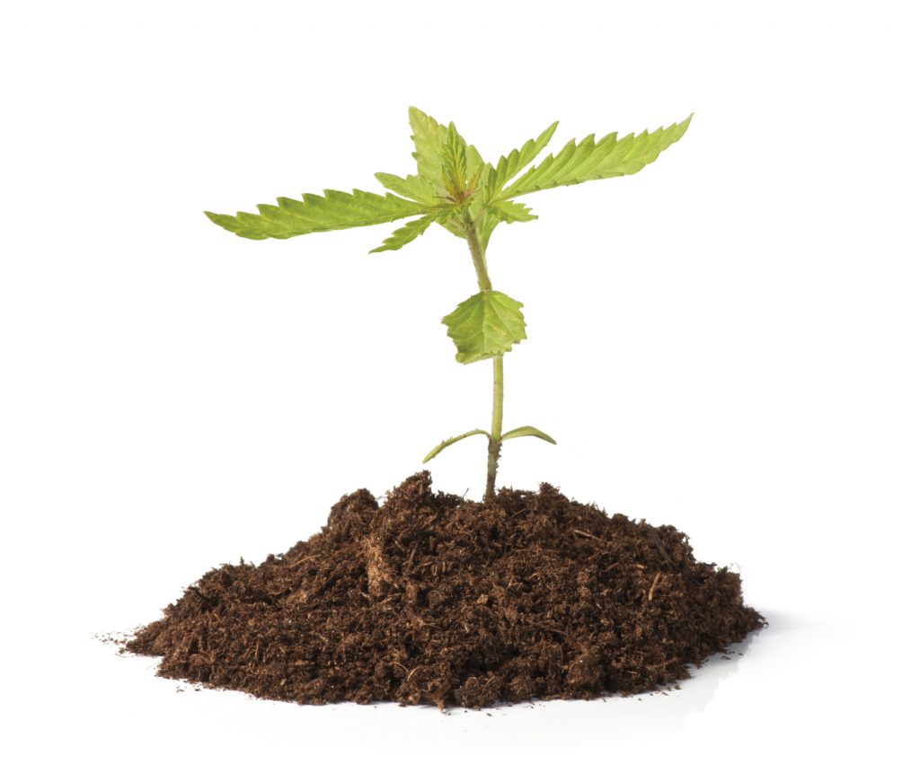Small hemp sprout growing