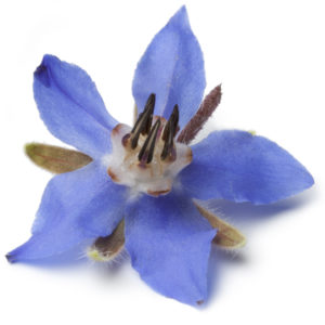 Borage Seed Oil