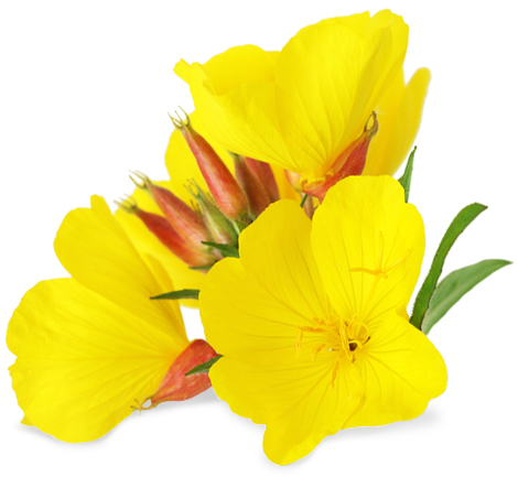 Evening Primrose Oil | Bioriginal