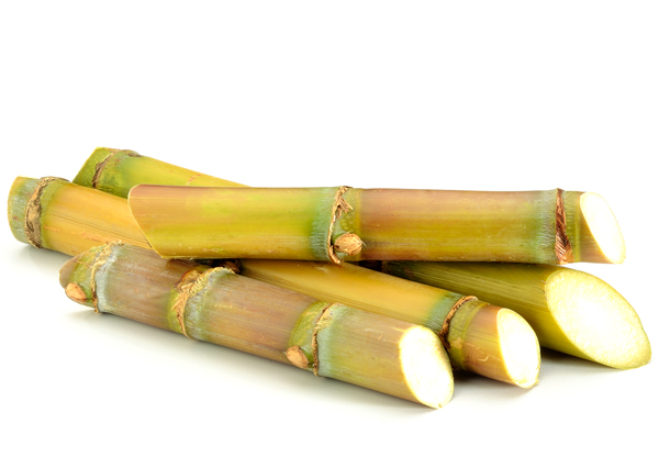 policosanol sugar cane wax