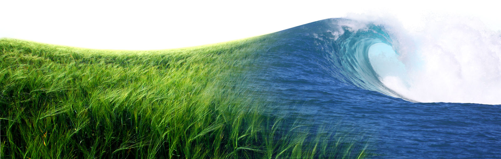 field_sea