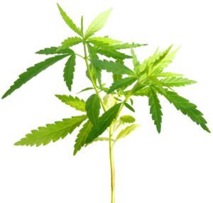 PhytoCan™ Hemp Stalk Oil