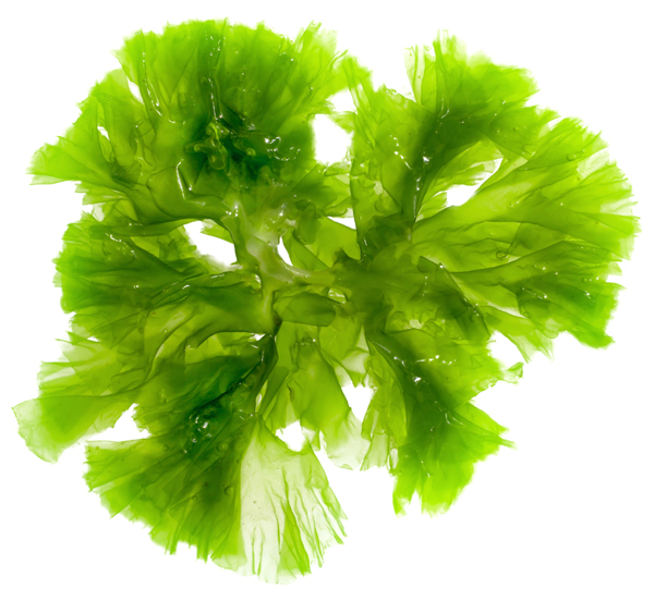 algal-oil-microalgae