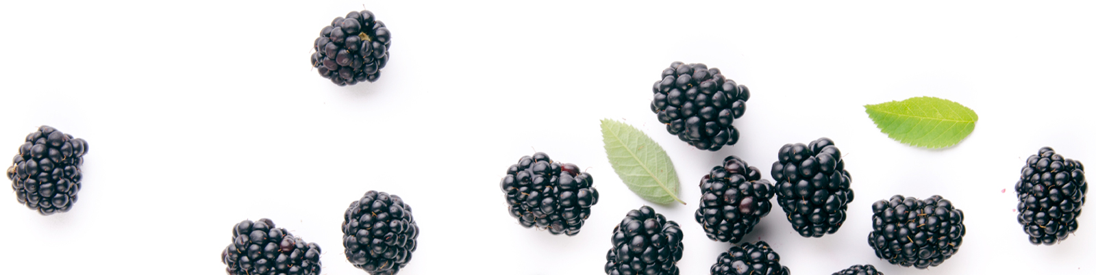 blackberries_isolated-bottom