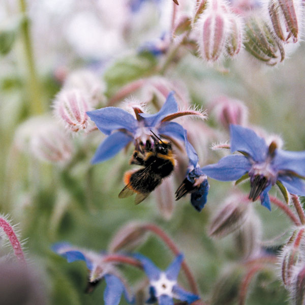 pure natural borage oil